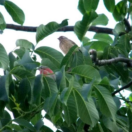 Carduelis cannabina